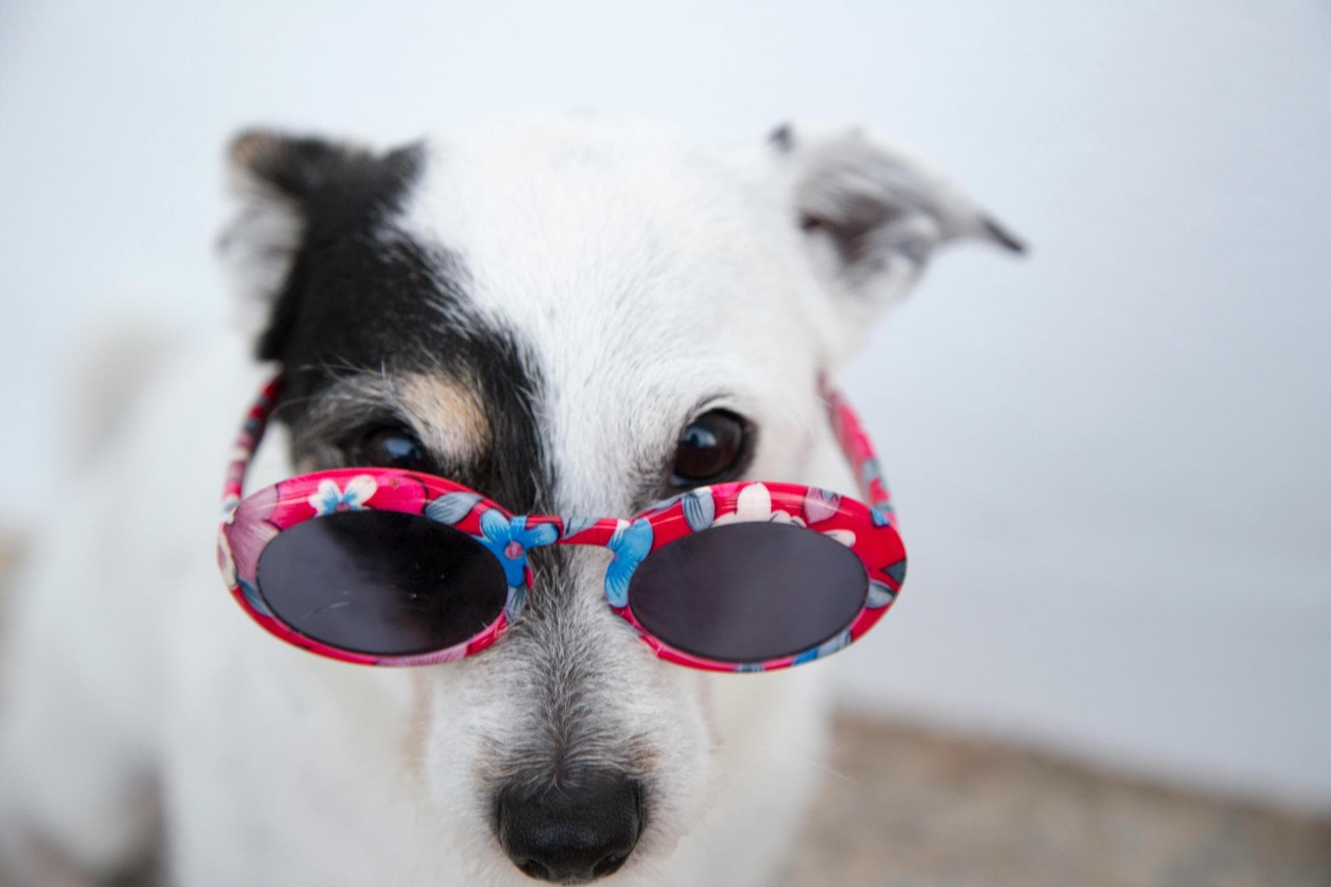 Dog & Cat Vets in Reynoldsburg